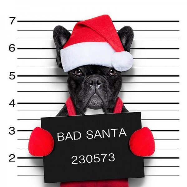 Bad santa bulldog