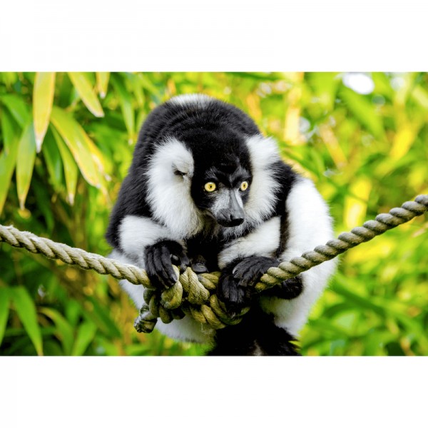 Indri aapje