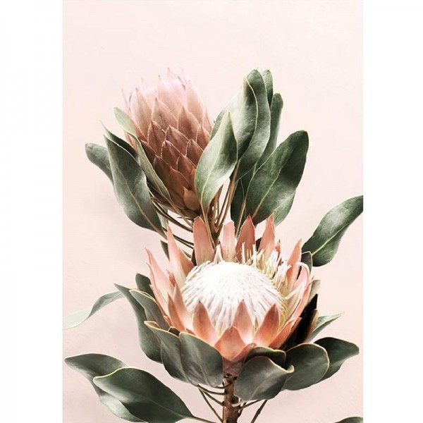 Protea bloem