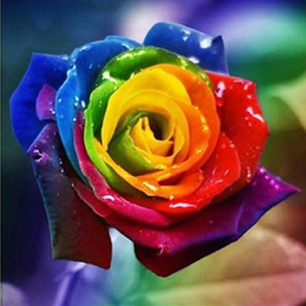 Regenboogkleurige roos