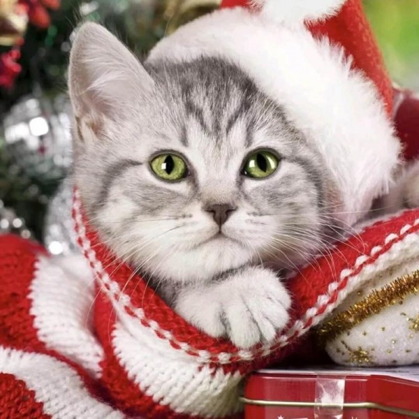 Kerst Kitten
