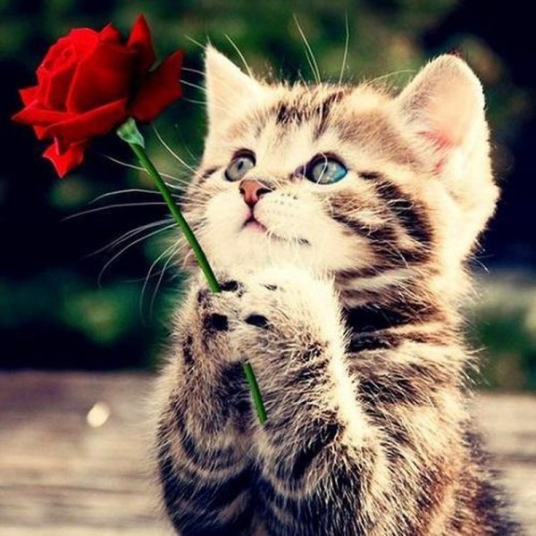 Kitten met roos