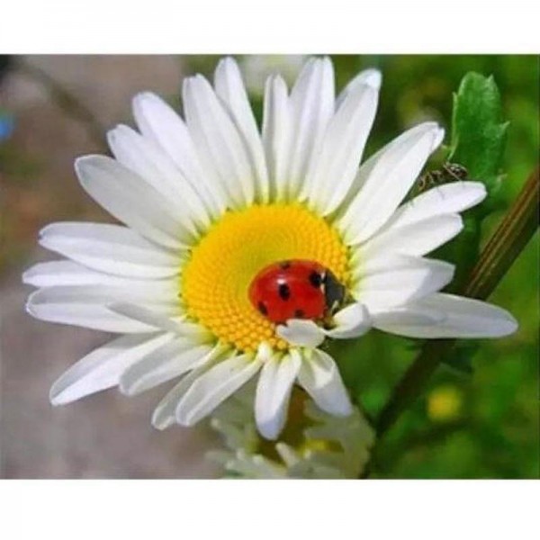 Lieveheersbeestje op madeliefje