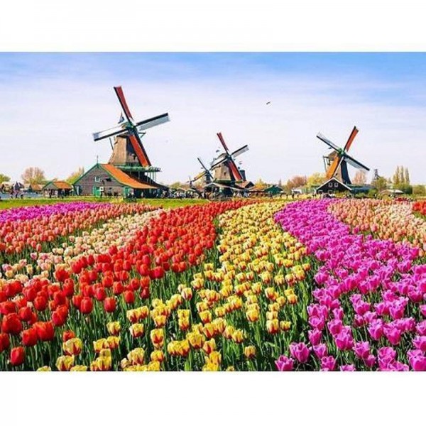 Tulpenveld